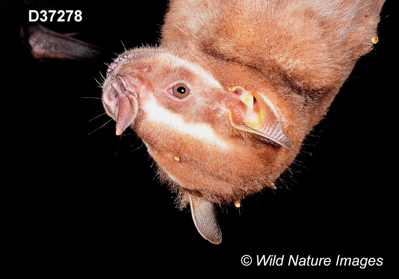 Artibeus lituratus, Great Fruit-eating Bat